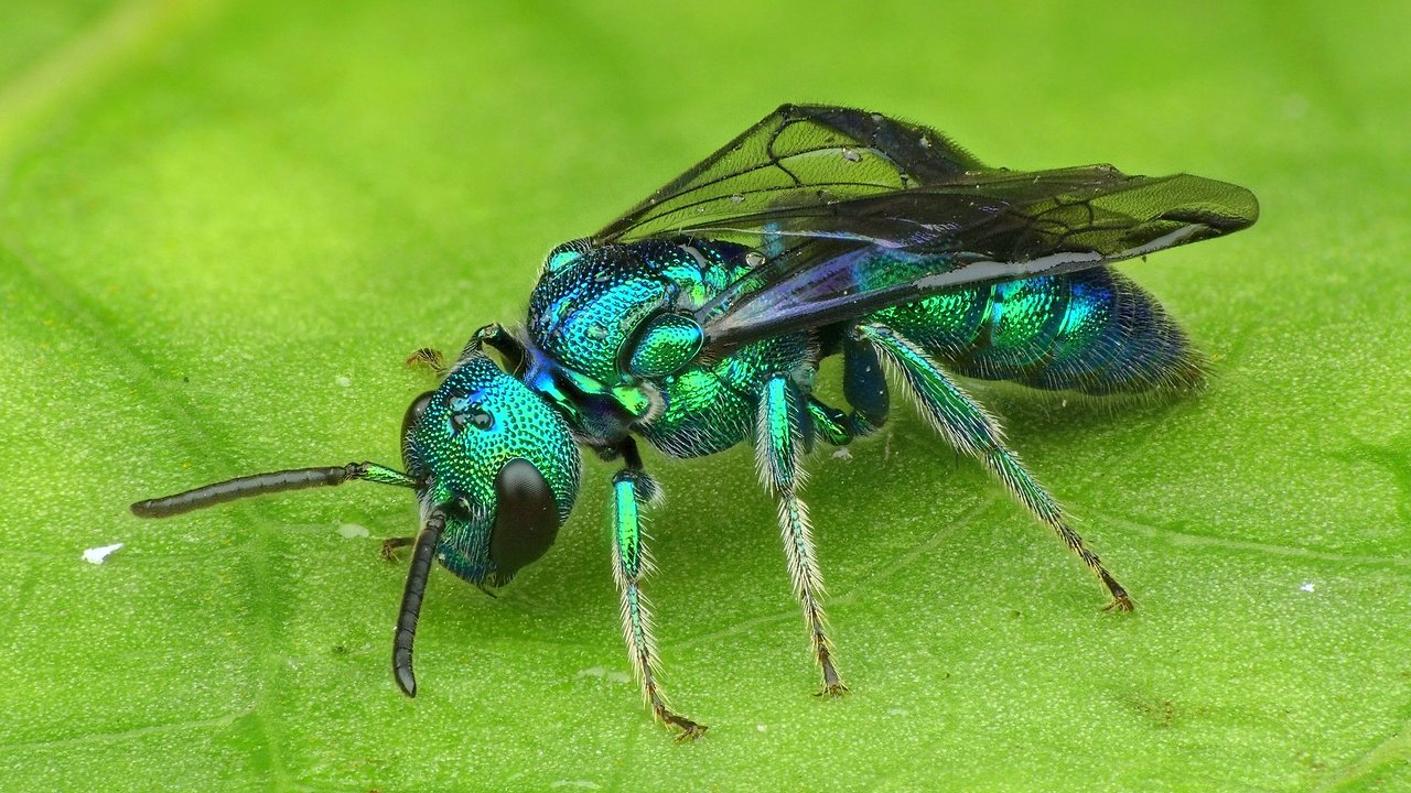 Iridescent Temnosoma Bee shows off dazzling colors