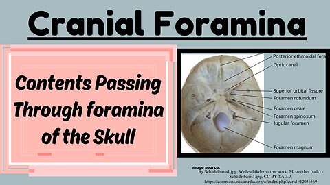 Cranial Foramina and the Structures Passing Through | Detailed Anatomy Guide | Novice Medic