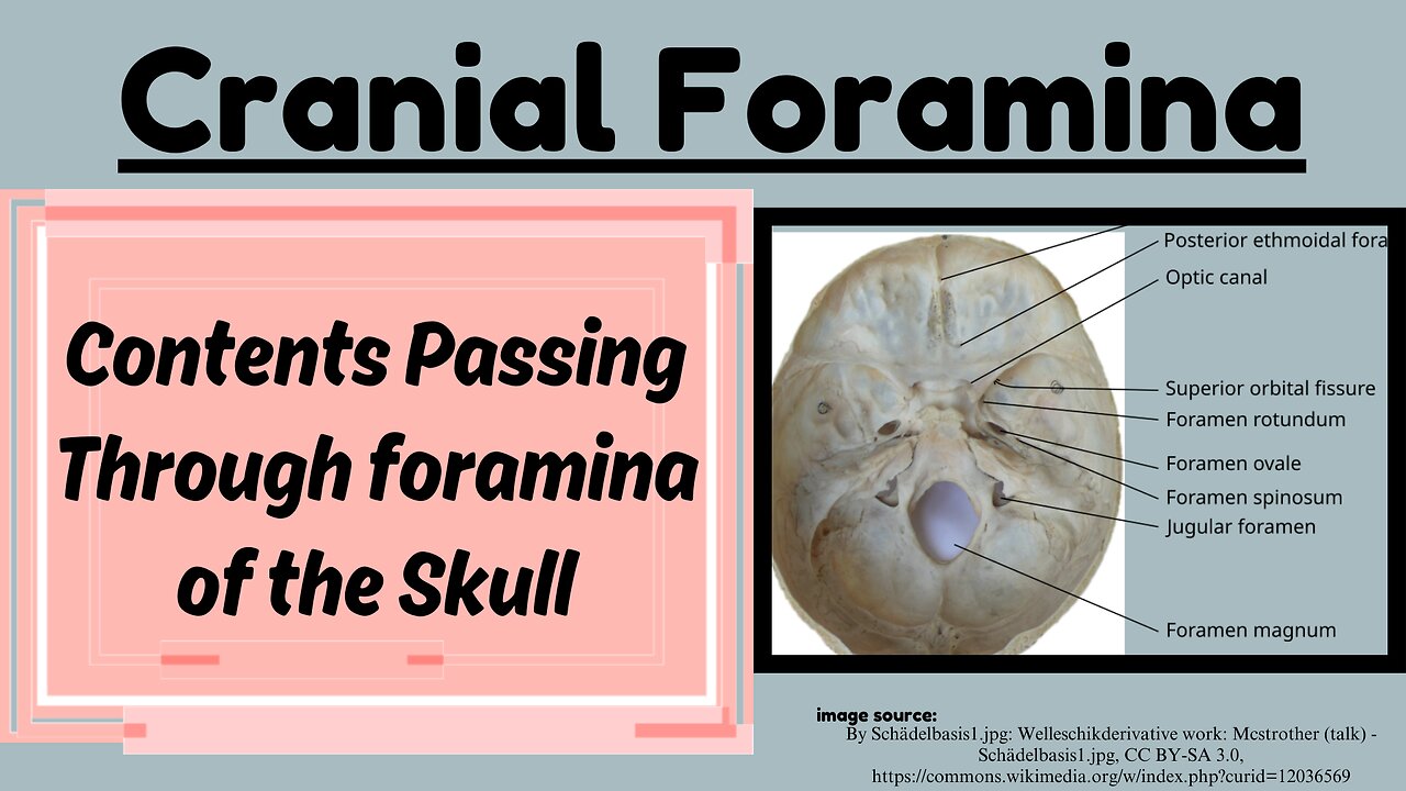 Cranial Foramina and the Structures Passing Through | Detailed Anatomy Guide | Novice Medic