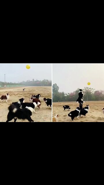 Border collies all excited play with gas balloon
