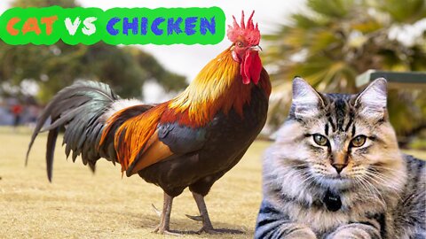 Cat vs Chicken