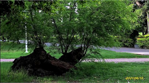 21_0616台南公園-麻雀