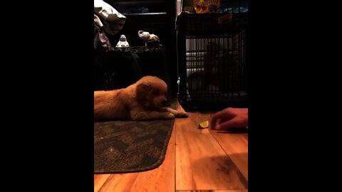 This Puppy 🐕 feel horror by Citrus fruits 😂 | #Shorts #animal #PUPPY