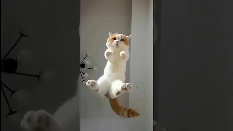 Fling Cat 😄 #petvideos #funnyvideo