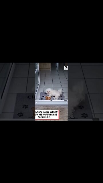 All Dogs Should Be Clean As This One