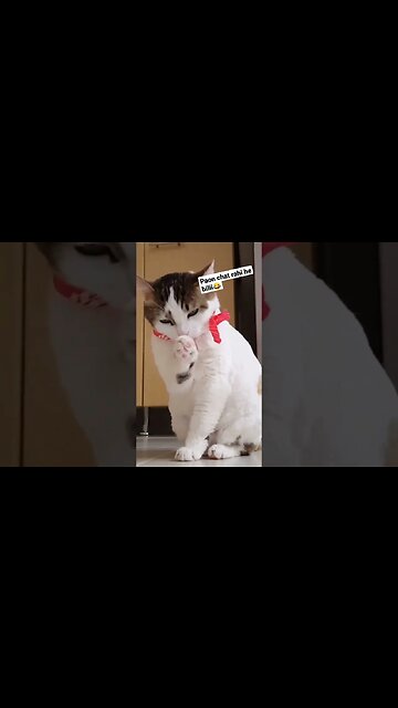 Cat lick his feets #funny #funnyvideo #funnyvideos #funnymemes #cat #funnycats