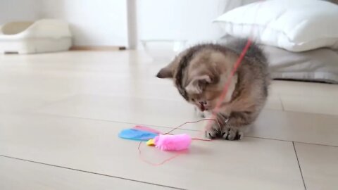 Kitten Kiki's reaction was too cute when I invited her to play with my new toy