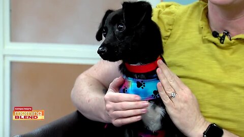 Humane Society of Tampa Bay | Morning Blend