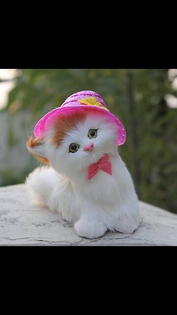 Funny and Cute Cats 😍🥰 Beautiful Adorable cats couples ❤️🥰😍