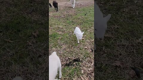 Lambs are too Cute 😍! @UncleTimsFarm #kärnəvór