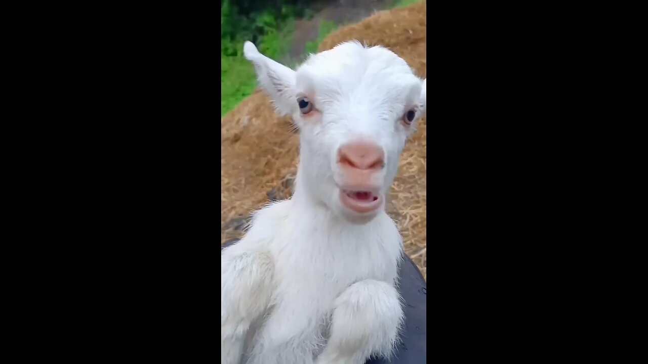 cute kid of goat