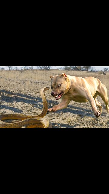 Dog vs Snake Fight - who is the Hero?