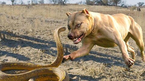 Dog vs Snake Fight - who is the Hero?