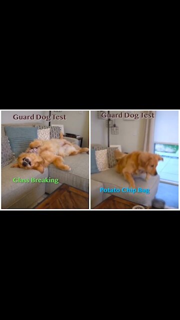Funny pets-guard dog test