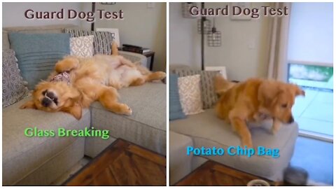 Funny pets-guard dog test