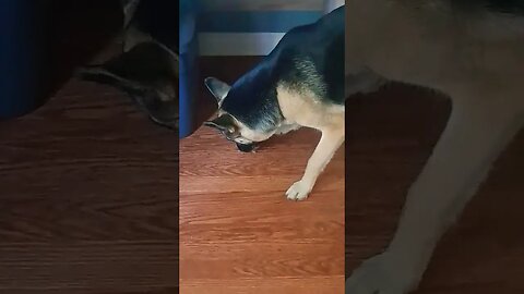 GSD Husky Mix Plays With Food