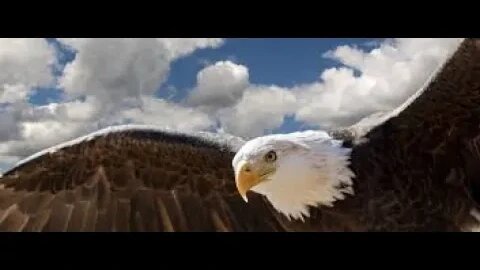 The POWER Of SILENCE ... FLY THE PATH YOU THINK BEST !! even if it means flying away from the pack !