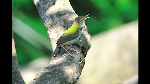 Tuntuni bird