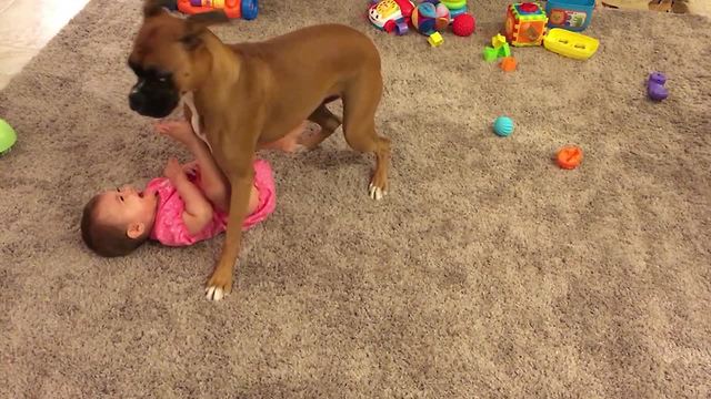 Babies Laughing While Playing With Dogs