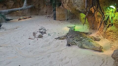 NILE CROCODILES. NIJLKROKODILLEN. BEEKSE BERGEN