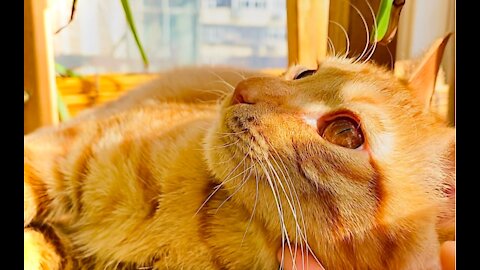 Cute Orange Cat In Sunlight