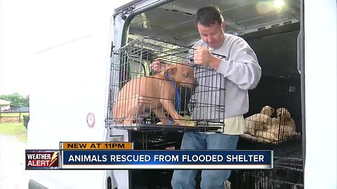 Animal rescue in Bradenton under water after storm, asks for help on social media