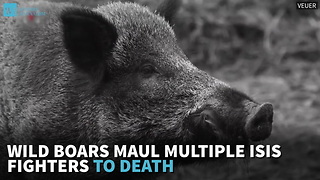 Wild Boars Maul Multiple ISIS Fighters To Death