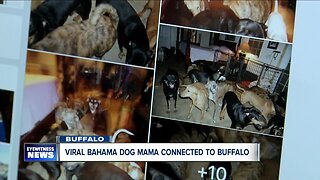 Viral Bahama dog mama is directly connects dogs to Buffalo