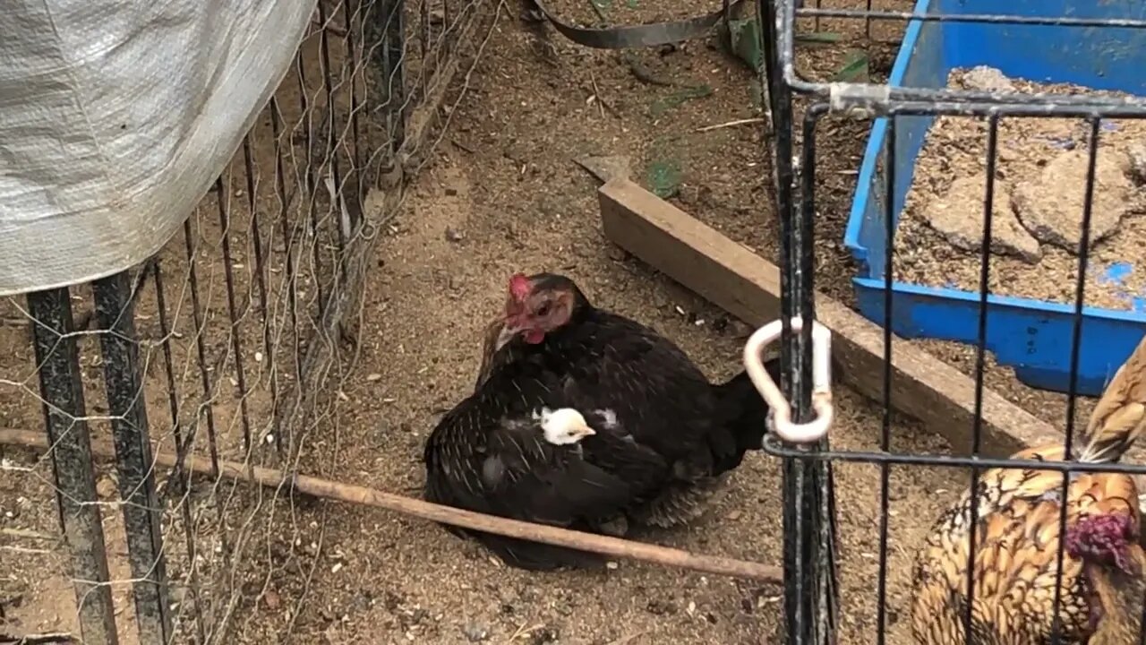 Darling Australian Pit Game Bantam with two chicks (not pit game bantams)