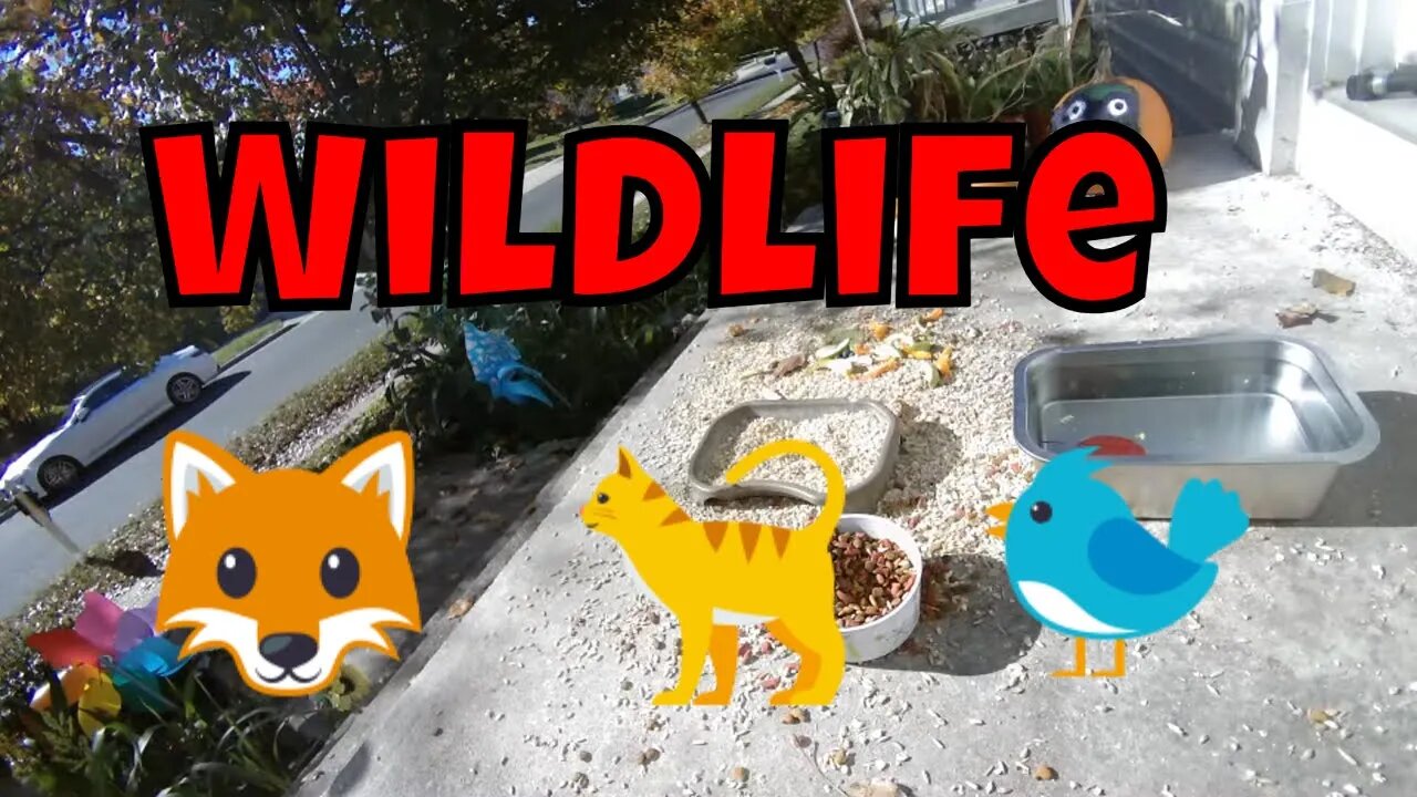 Wildlife And Feral cat Live Camera! 🦊