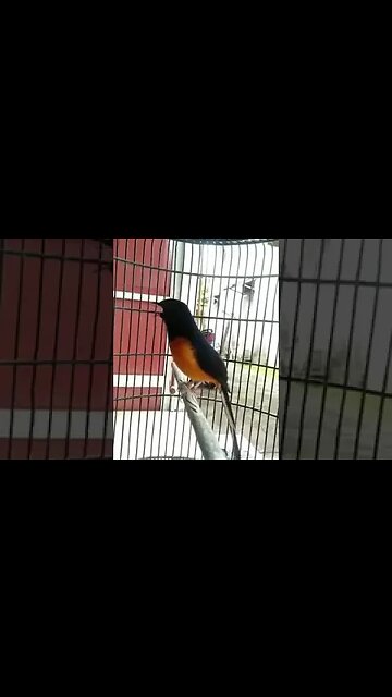 Cute colourful little bird sings divine