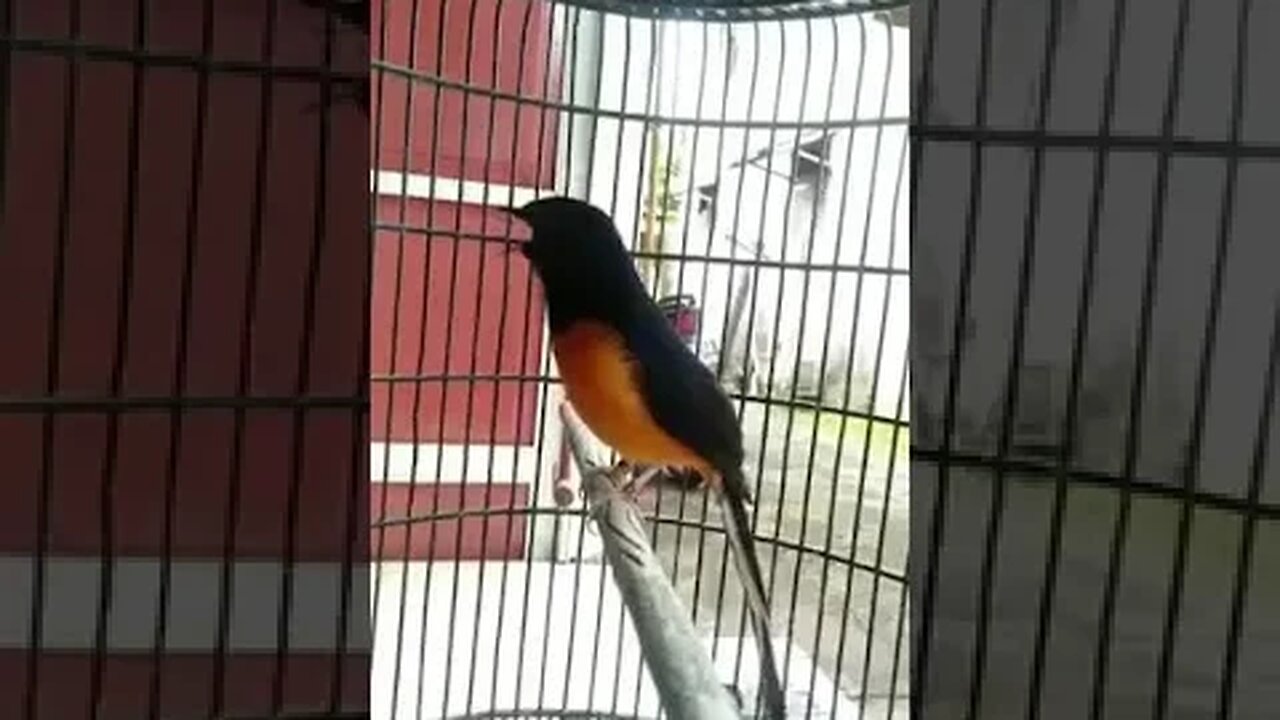 Cute colourful little bird sings divine