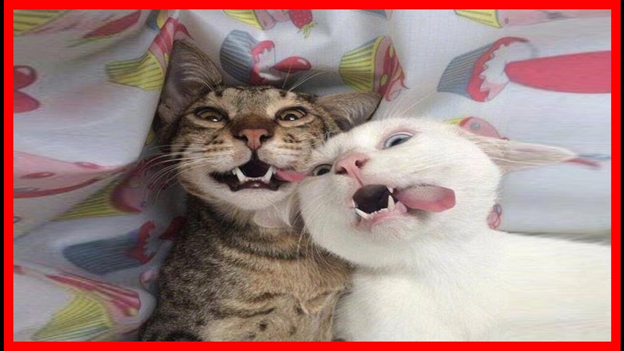 Funniest and cutest cats on the internet #03 - Don't try to hold back Laughter