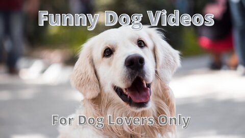 Funny Dogs Videos Compilation