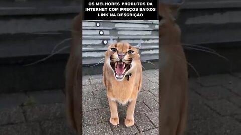 acho que esqueceram de por ração para esse gato