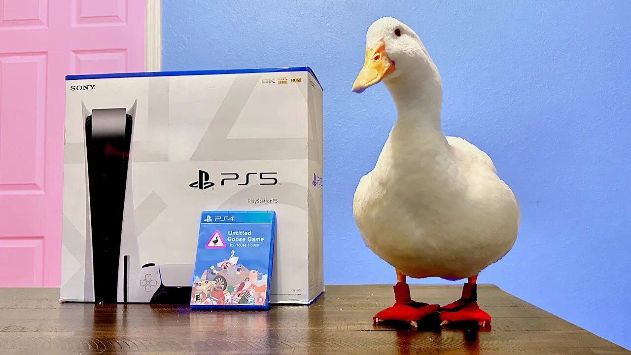 I bought my duck a PlayStation 5 🎮🦆