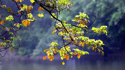 2 Hours Rain in Nature : Fall Asleep INSTANTLY With THIS Rain Sound That Works 99% Of The Time