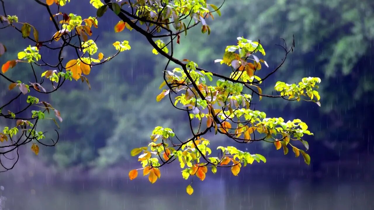 2 Hours Rain in Nature : Fall Asleep INSTANTLY With THIS Rain Sound That Works 99% Of The Time