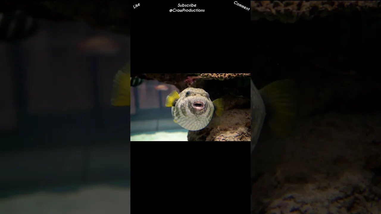 An inflated porcupine fish can reach a diameter of up to 35 inches #fish #shorts