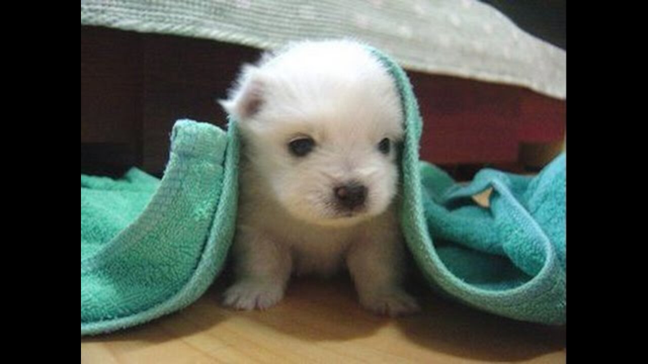 New Funny and Cute Dogs!