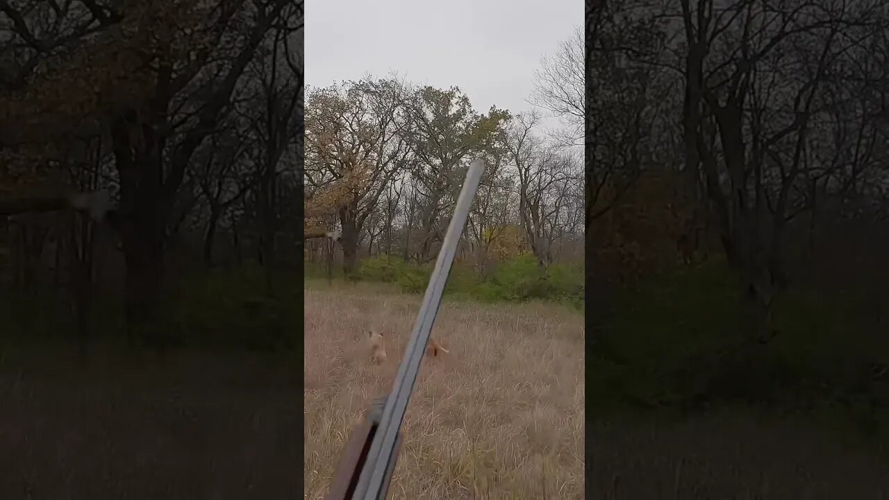 Golden Retriever Flushing a Rooster & Hen Pheasant #uplandhunting #goldenretriever #fyp