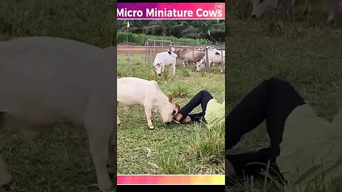 cow love