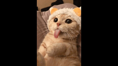Laughing with Cats: Funny and Adorable Feline Antics