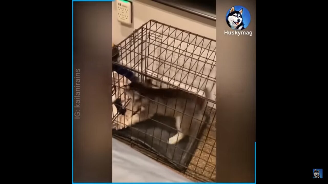 Siberian Husky Puppy ALMOST Escapes From His Cage..