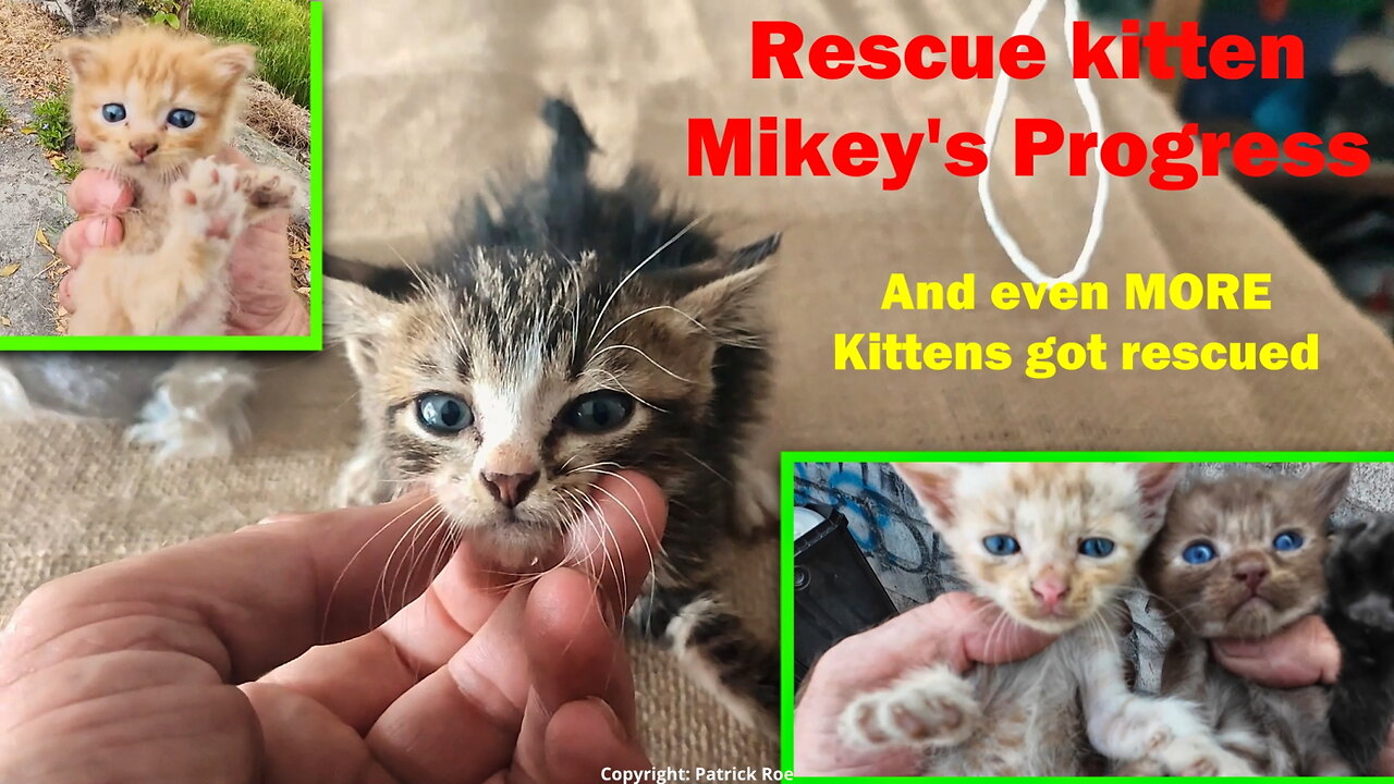 Mike the rescue kitten and even more kitten rescues. #kittenrescue #indonesia #irish