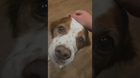 Puppy love and Jealousy wait for it Made with Clipchamp
