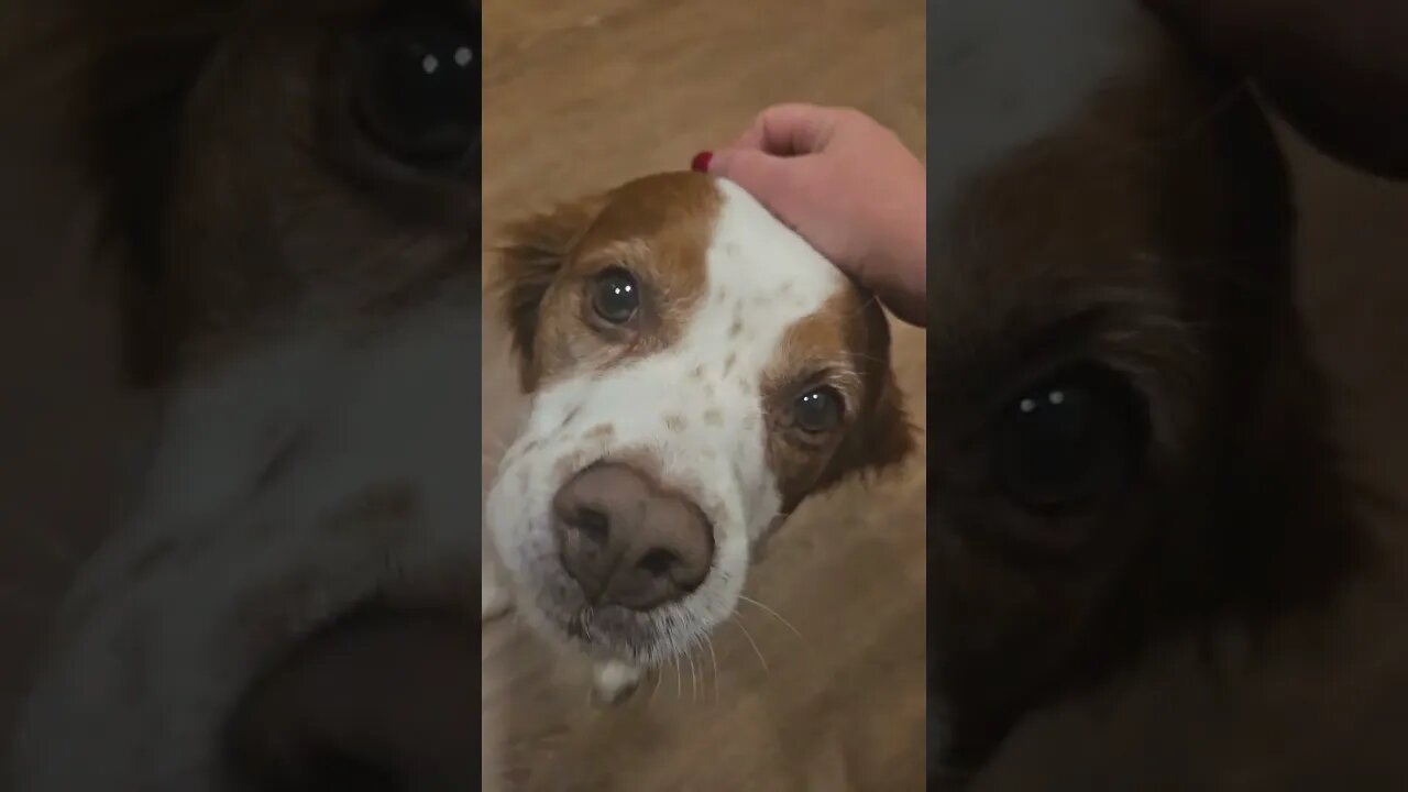 Puppy love and Jealousy wait for it Made with Clipchamp
