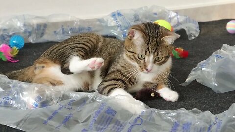 Why the Cat Is Happy whenever We Get a New Package