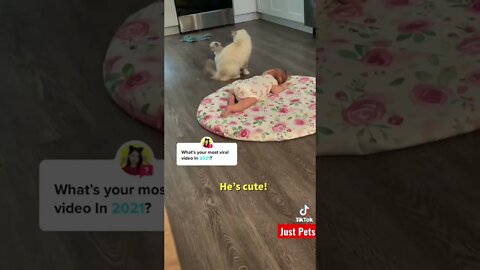 Cat showing her baby kitten #tiktok #cute #shorts #viral #funnyvideos