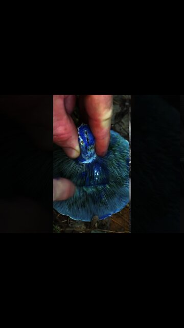 Indigo Milk Cap Mushroom #shorts